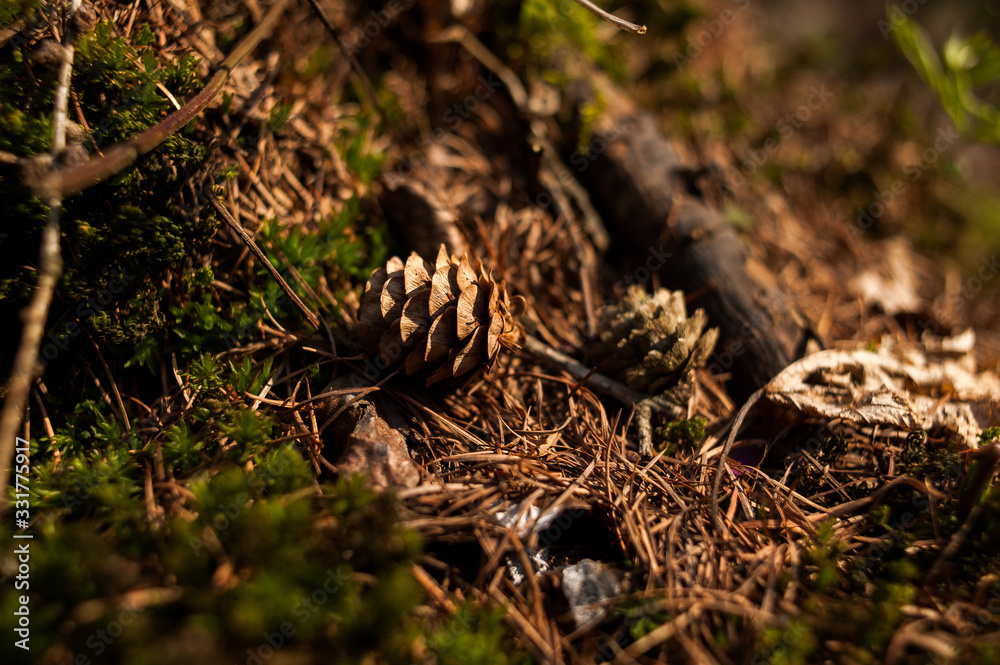 Dry deciduous forest in early spring Dry deciduous forest in early spring