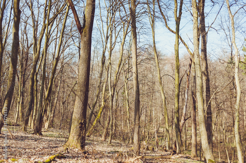 Dry deciduous forest in early spring Dry deciduous forest in early spring