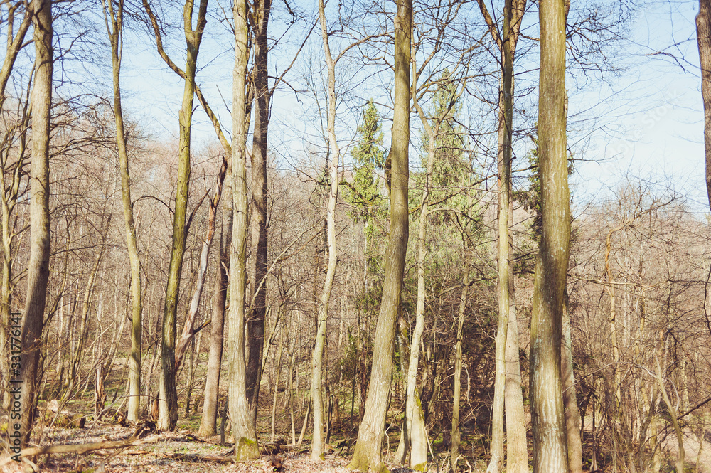 Dry deciduous forest in early spring Dry deciduous forest in early spring