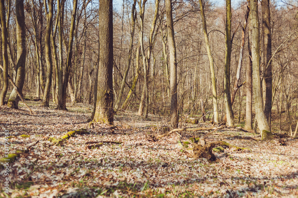 Dry deciduous forest in early spring Dry deciduous forest in early spring