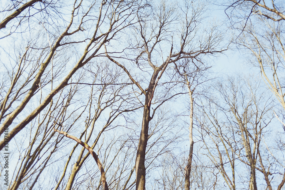 Blue sky through the branches of bare trees Blue sky through the branches of bare trees
