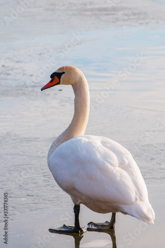 Fototapeta Naklejka Na Ścianę i Meble -  white swan paws on the ice reflecting