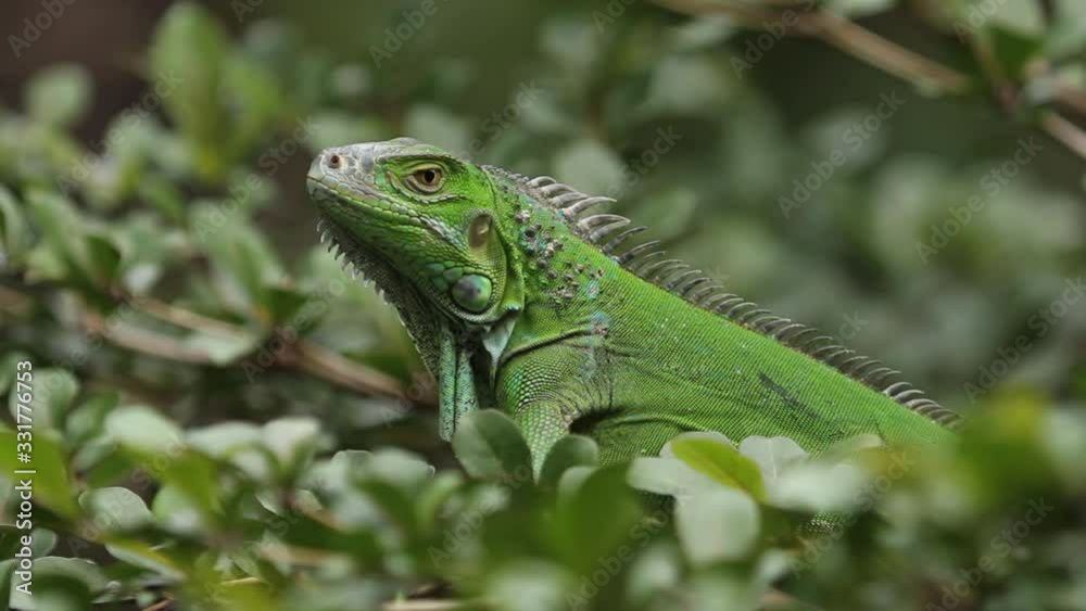 The green iguana , also known as the American iguana, is a large, arboreal, mostly herbivorous species of lizard of the genus Iguana. The green iguana , also known as the American iguana, is a large, arboreal, mostly herbivorous species of lizard of the genus Iguana.