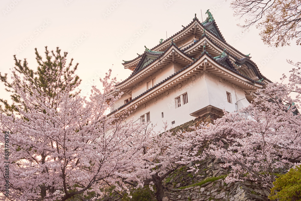 Wakayama castle during cherry-blossom Sakura season in Wakayama, Japan Wakayama castle during cherry-blossom Sakura season in Wakayama, Japan