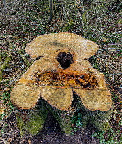 Recently cut tree stump with a hollow rotter centre, Ecos Park, Ballymena, County Antrim