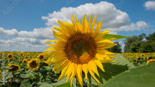 Blooming sunflower on a background of fields and clouds, agricultural panoramic landscape.