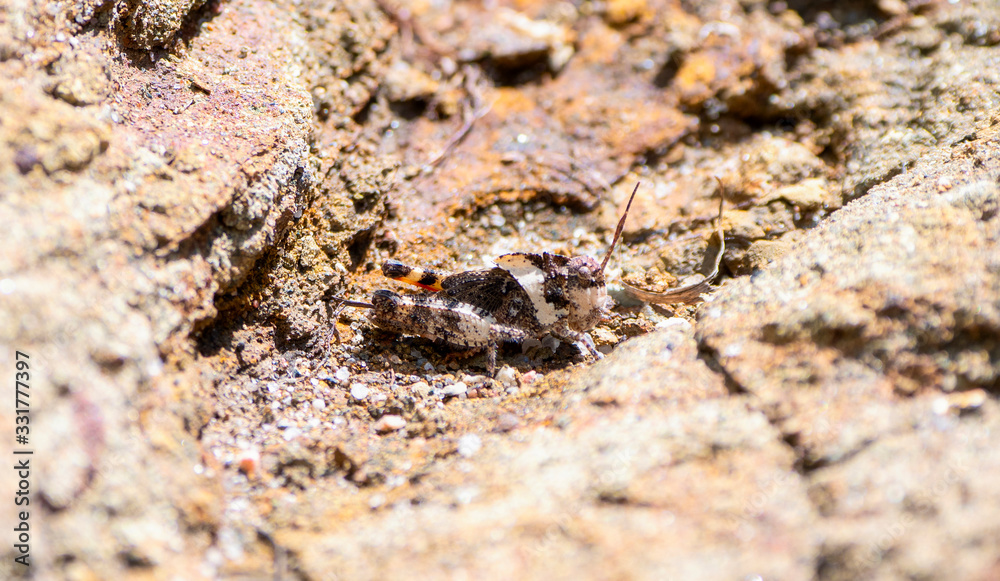 Mottled Sand Grasshopper (Spharagemon collare) 5th Instar Perched in Red Rock and Dirt in Colorado