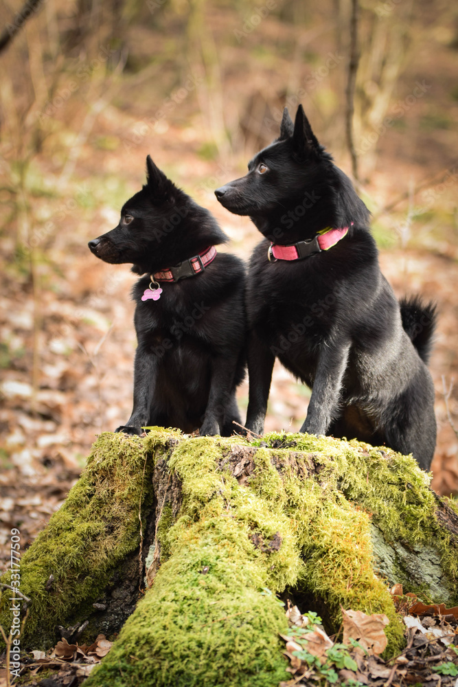 Young females of schipperke is sitting on trunk. They are so patient models. Young females of schipperke is sitting on trunk. They are so patient models.