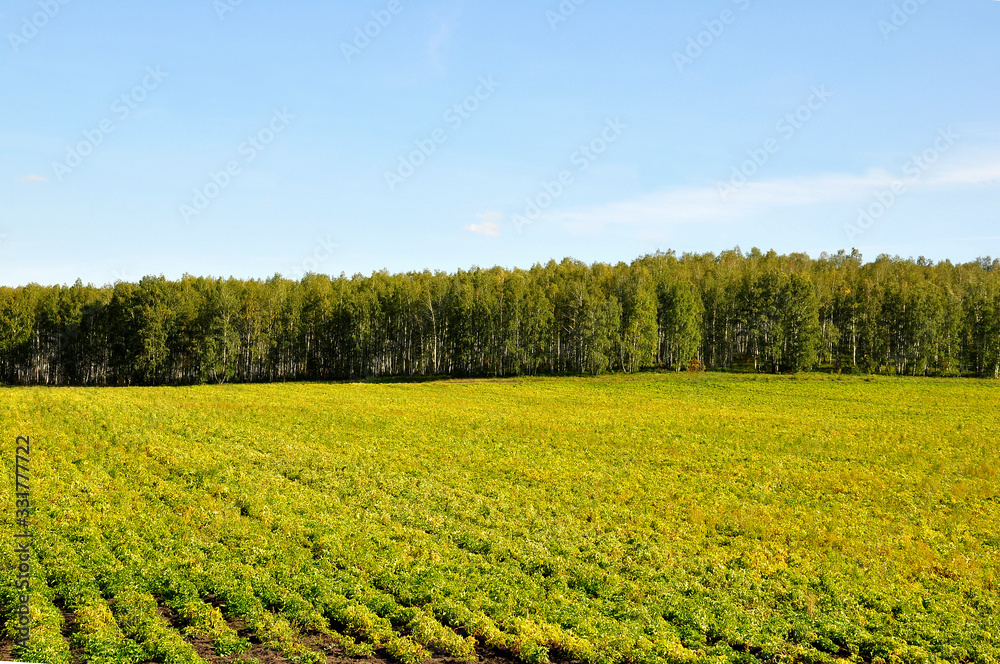 Green summer landsсape with mountains and cultivated area