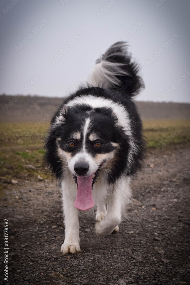 Male of border collie is prowling on flying clay from handler. He loves catching it.