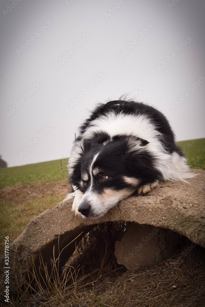 Male of border collie is prowling on flying clay from handler. He loves catching it. Male of border collie is prowling on flying clay from handler. He loves catching it.