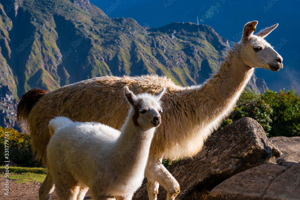 Fototapeta premium Llamas at Machu Pichu Ruins, Peru