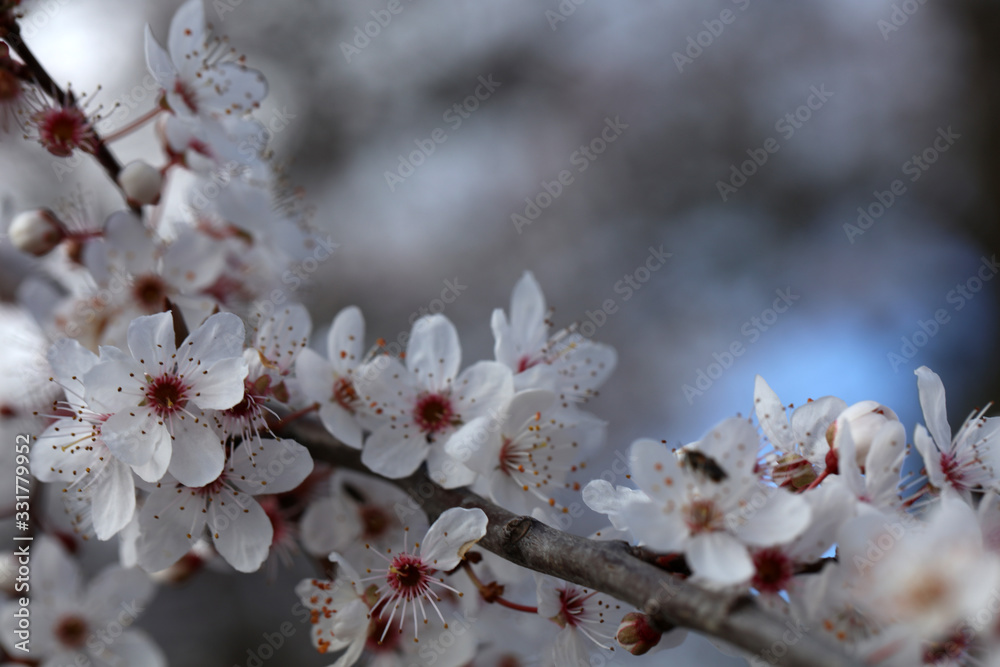 Blutpflaume Prunus cerasifera Nigra