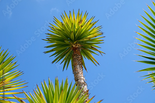 A yucca plant on a blue sky background. © Daguimagery