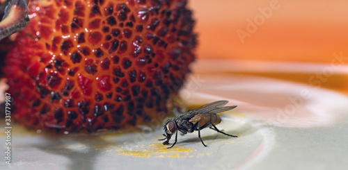 Fly feeding on strawberry tree juice photo