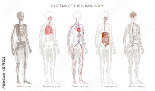 Vector Illustration of Human Body Systems Circulatory, Skeletal, Nervous, Digestive, Integumentary, Exocrine, Respiratory systems.
