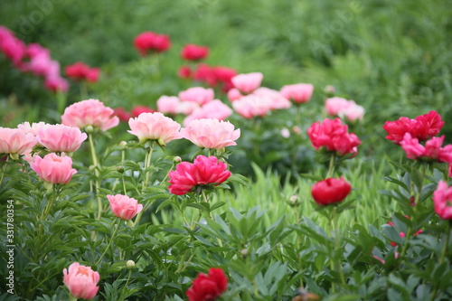 pink flowers in garden