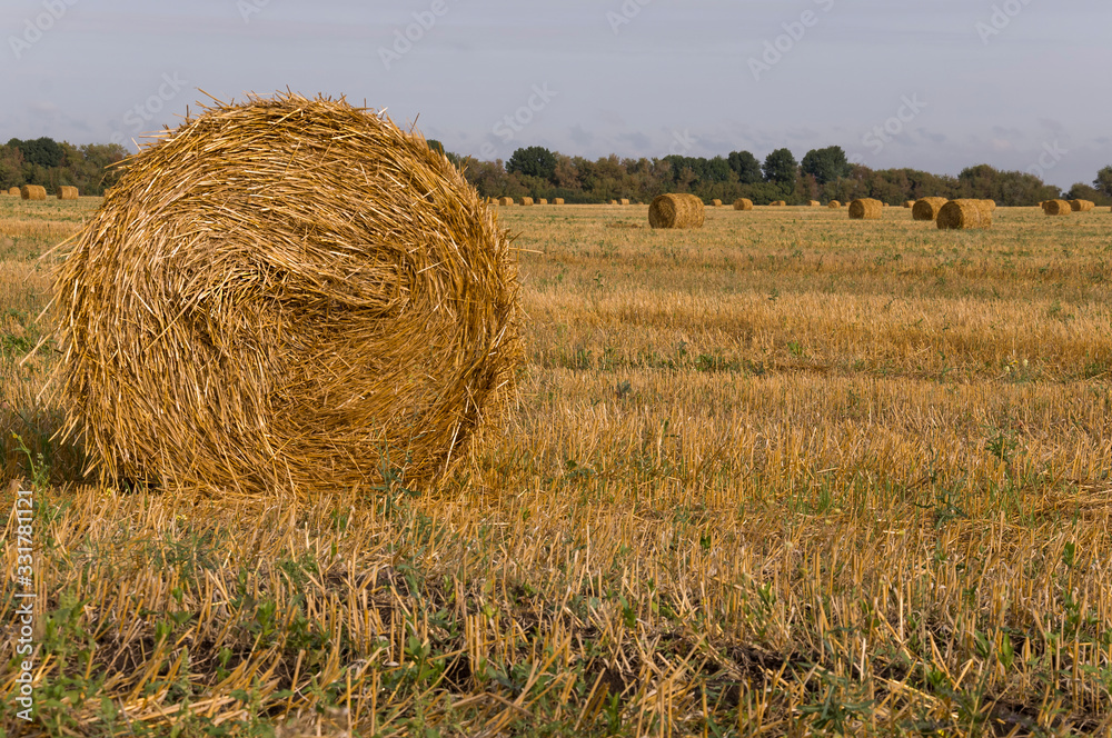 Hayfield. There are many stacks around. Meadow in the early autumn. Dry plants around. Gold colors. Green forest far away. Dark heaven with white clouds above Hayfield. There are many stacks around. Meadow in the early autumn. Dry plants around. Gold colors. Green forest far away. Dark heaven with white clouds above