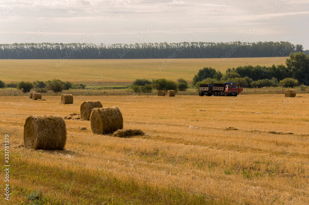 Obraz premium Hayfield. There are many stacks around. Meadow in the early autumn. Dry plants around. Gold colors. Green forest far away. Dark heaven with white clouds above