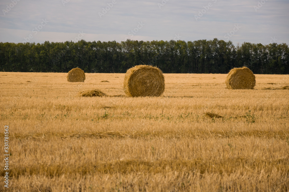 Hayfield. There are many stacks around. Meadow in the early autumn. Dry plants around. Gold colors. Green forest far away. Dark heaven with white clouds above