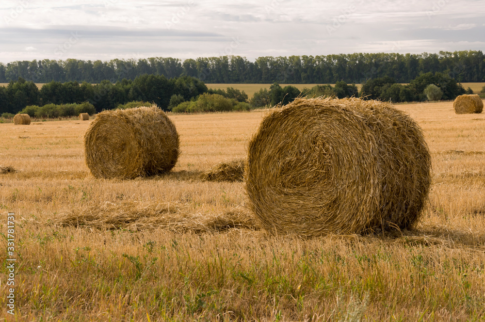 Hayfield. There are many stacks around. Meadow in the early autumn. Dry plants around. Gold colors. Green forest far away. Dark heaven with white clouds above