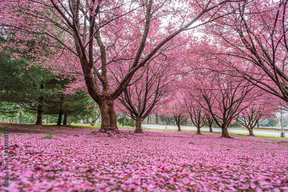 Naklejka premium Pink land!