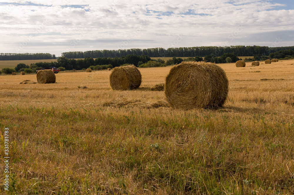 Hayfield. There are many stacks around. Meadow in the early autumn. Dry plants around. Gold colors. Green forest far away. Dark heaven with white clouds above