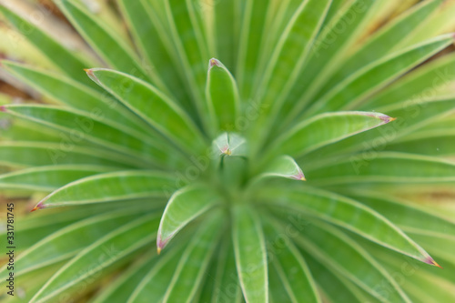 Abstract close view of the pattern of young yucca succulent plant.