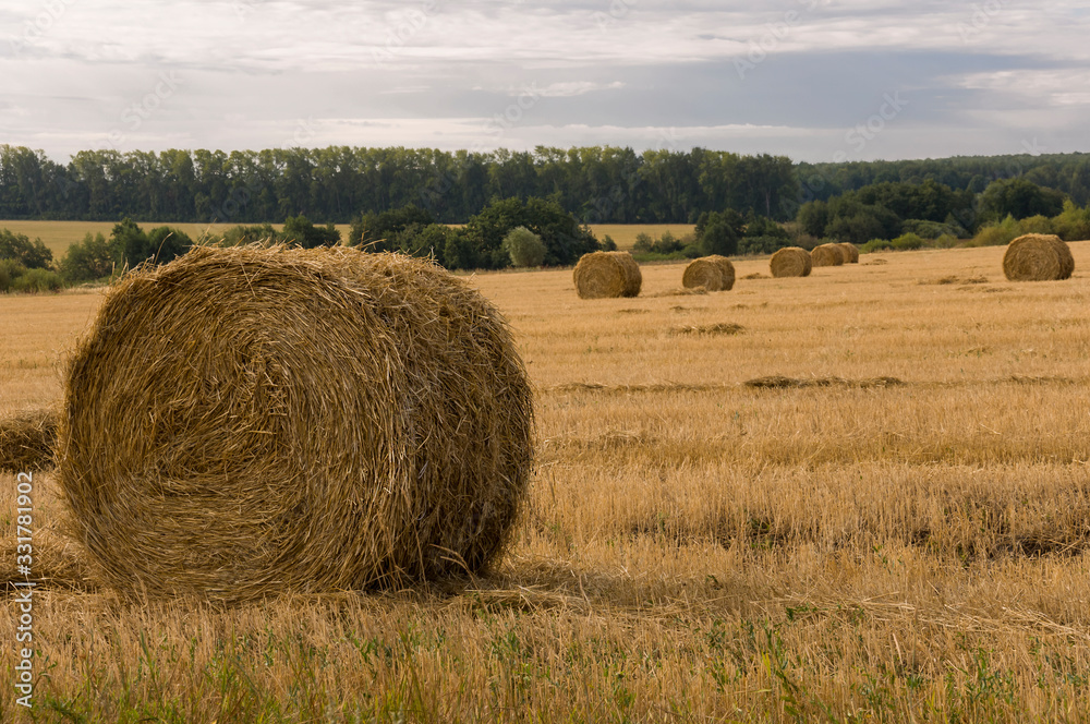 Hayfield. There are many stacks around. Meadow in the early autumn. Dry plants around. Gold colors. Green forest far away. Dark heaven with white clouds above