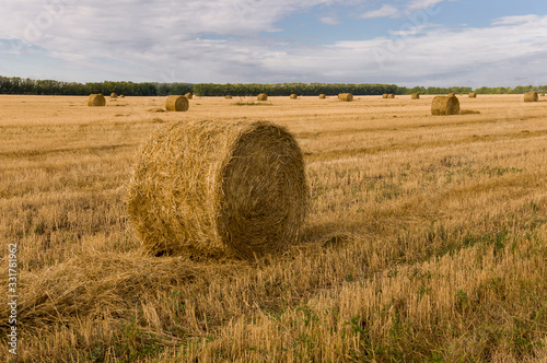 Hayfield. There are many stacks around. Meadow in the early autumn. Dry plants around. Gold colors. Green forest far away. Dark heaven with white clouds above