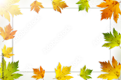 Different color maple leaves isolated on white background. Autumn leaf copies with blank message space.