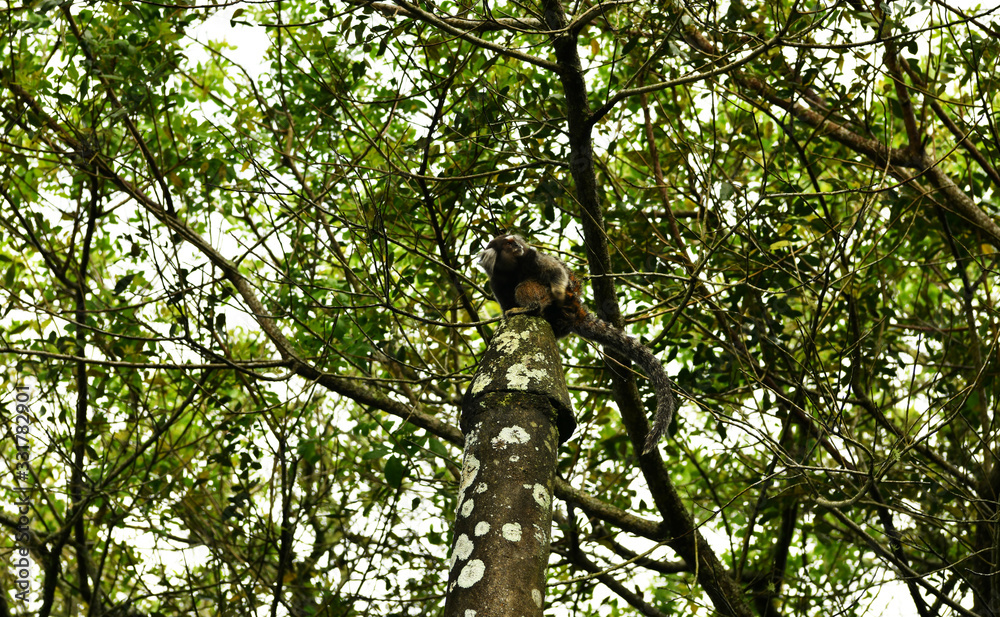 little marmoset monkeys in vivo in a nature park in brazil little marmoset monkeys in vivo in a nature park in brazil