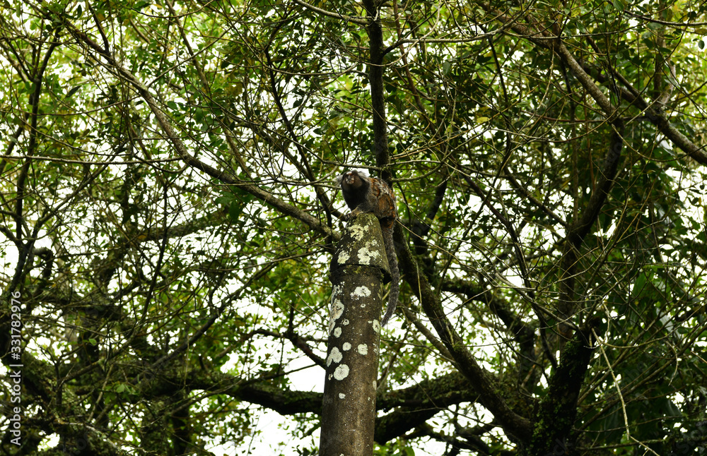 little marmoset monkeys in vivo in a nature park in brazil little marmoset monkeys in vivo in a nature park in brazil