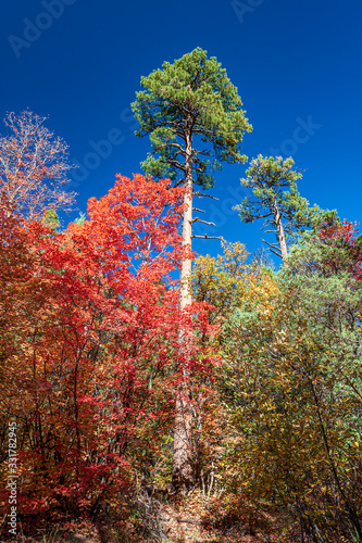 Fall Maple Foliage and Tall Pine 