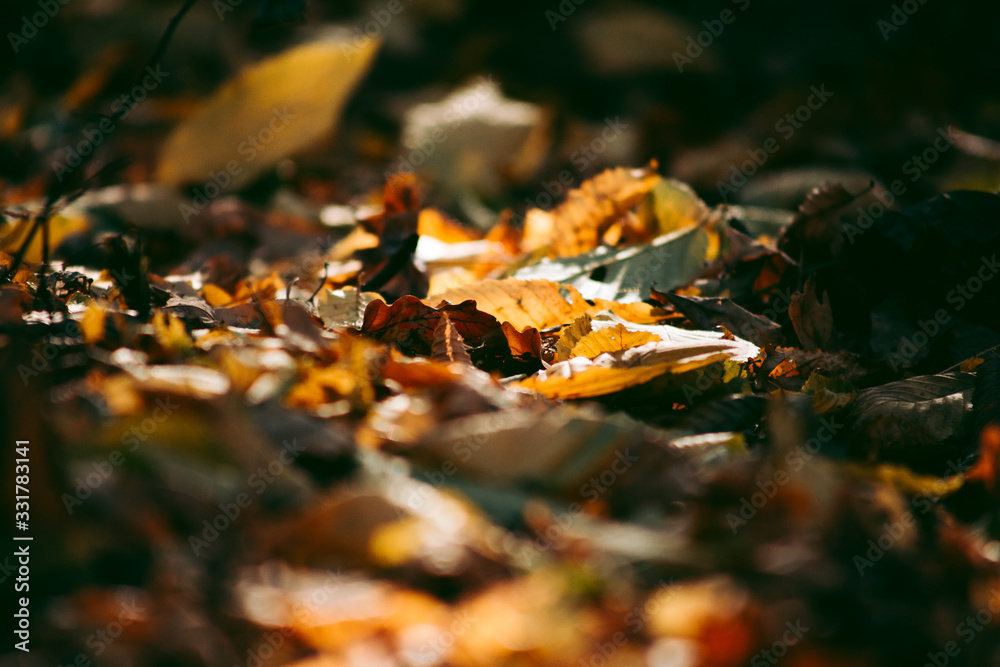 Spring bright yellow leaves in the forest Spring bright yellow leaves in the forest