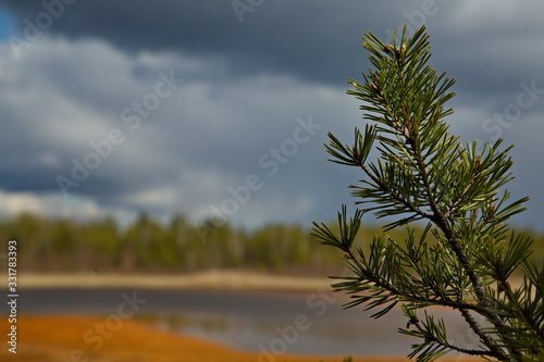 Pine branch on the beach of a forest lake  Central Russia.