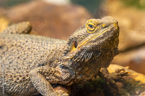 Close up of a central bearded dragon (pagona vitticeps) in captivity photo