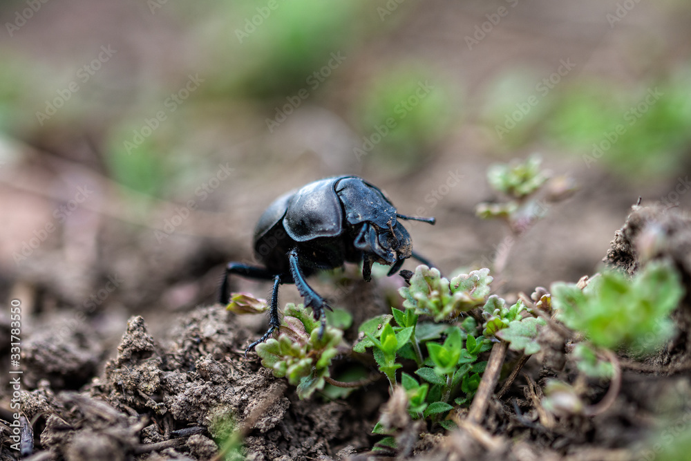 A sleepy beetle ethane climbs out of its burrow. Geotrupidae. A sleepy beetle ethane climbs out of its burrow. Geotrupidae.