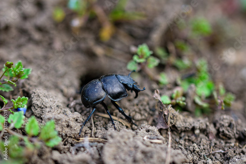 A sleepy beetle ethane climbs out of its burrow. Geotrupidae.