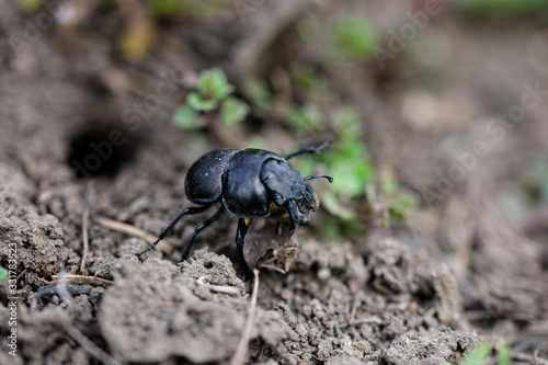 A sleepy beetle ethane climbs out of its burrow. Geotrupidae. © iytokar