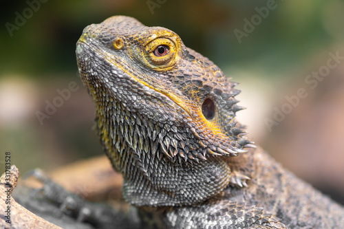 Head shot of a central bearded dragon (pagona vitticeps) in captivity photo