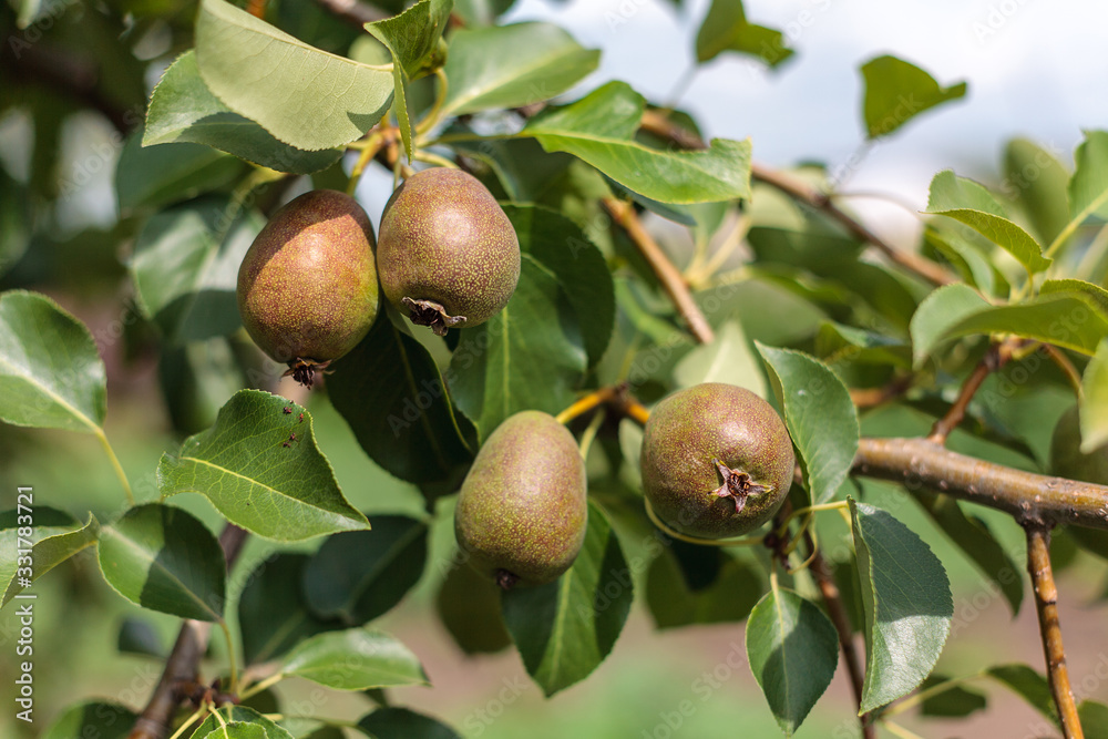 Obraz premium ripening ripe beautiful juicy fruit pears on a branch, pear tree in the garden