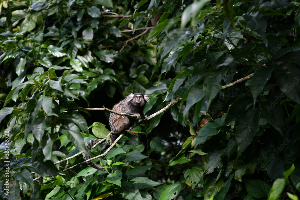 little marmoset monkeys in vivo in a nature park in brazil little marmoset monkeys in vivo in a nature park in brazil