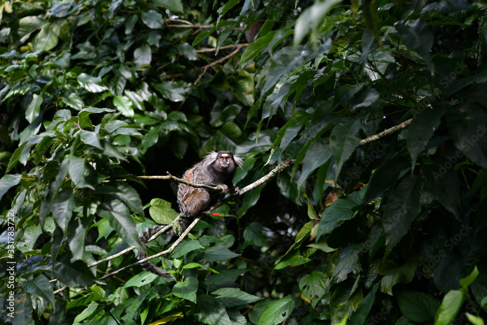 little marmoset monkeys in vivo in a nature park in brazil