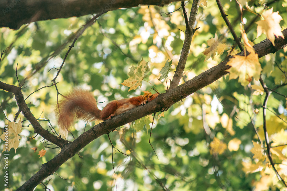 Red squirrel sits on a branch and eats a nut in the autumn forest Red squirrel sits on a branch and eats a nut in the autumn forest