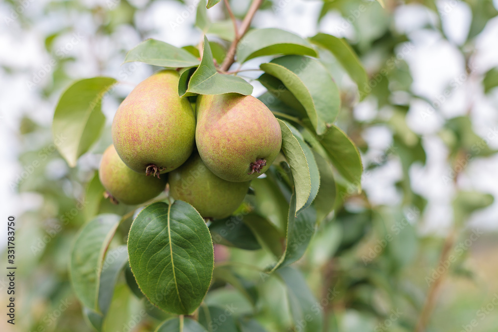 ripening ripe beautiful juicy fruit pears on a branch, pear tree in the garden ripening ripe beautiful juicy fruit pears on a branch, pear tree in the garden