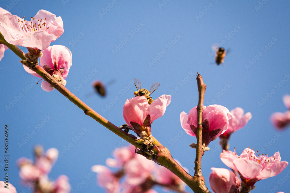 honey bee collecting nectar from flower with pollen in springtime, macro honey bee collecting nectar from flower with pollen in springtime, macro