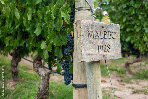 Quadro su tela Malbec wineyard