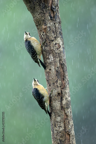 Black-cheeked woodpecker - male and female are hiding from heavy rain in Costa rica. A male above and a female below.