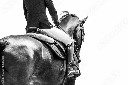 Equestrian photo